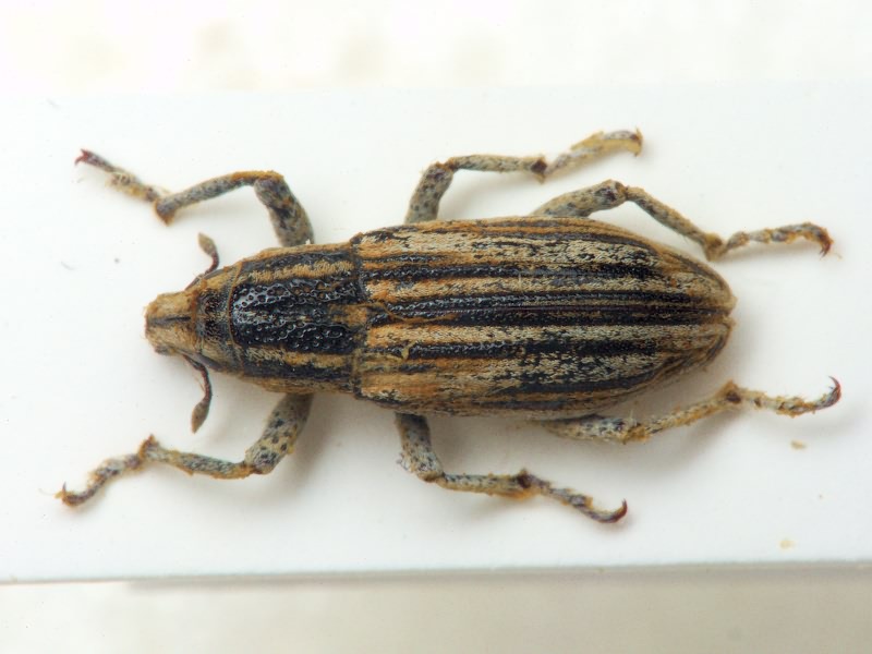 Glebius confluens Fåhraeus, 1842